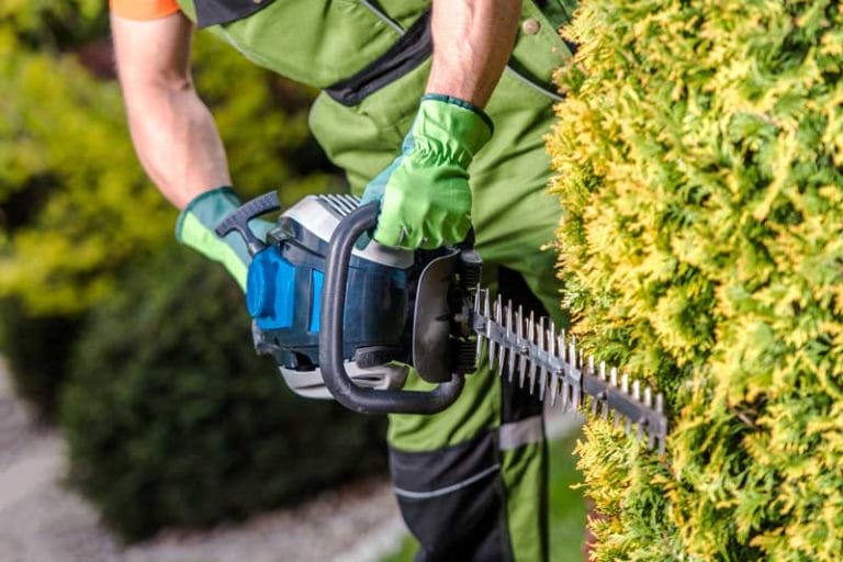 Worker trimming hedge with electric hedge trimmer