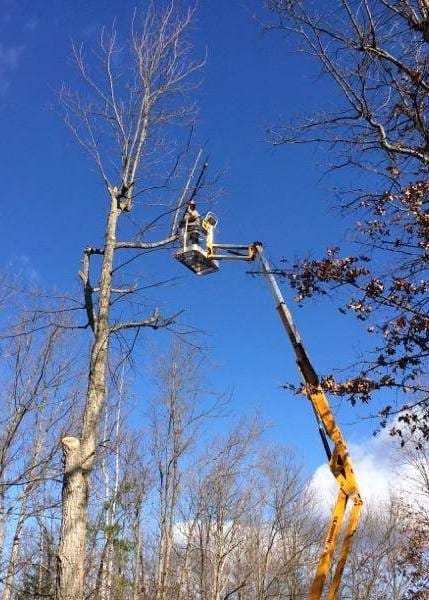 Workers trimming tree branches with cherry picker.