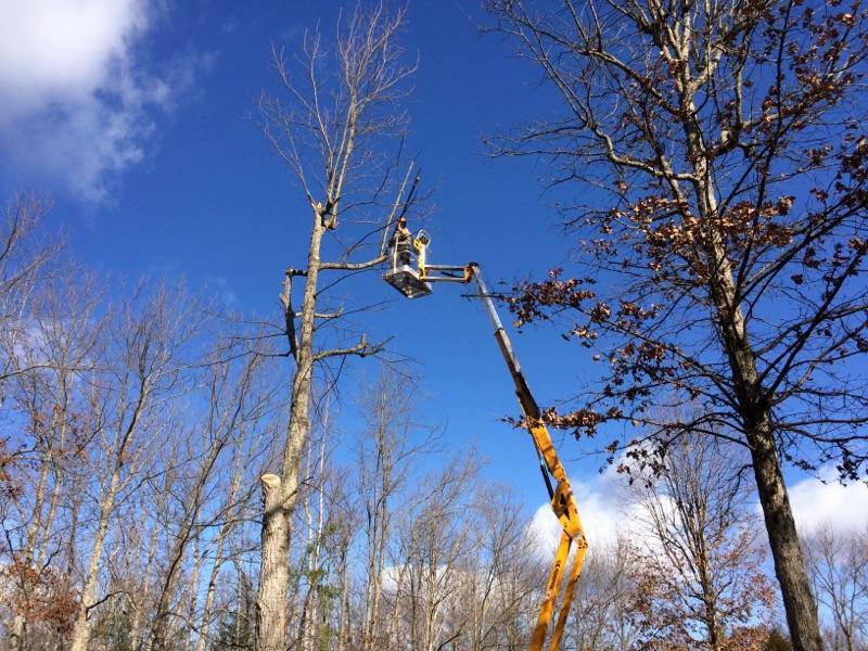 Worker trimming tall tree with bucket lift