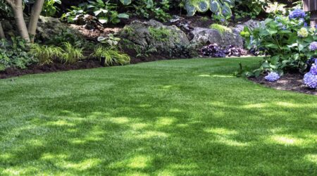 Lush green lawn with surrounding foliage