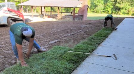 Workers laying sod next to sidewalk.