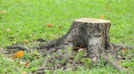 Tree stump with exposed roots on grass