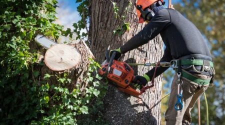 Arborist cutting tree with chainsaw, safety gear on.