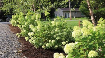 Garden with blooming white hydrangeas and house.