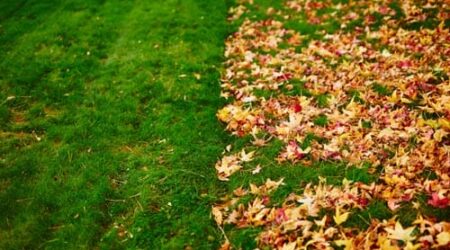 Lush green grass meets colorful autumn leaves.